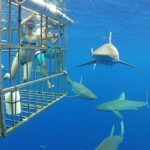 11. Great White sharks