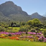 2. Kirstenbosch botanical gardens