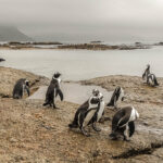 5. Penguins