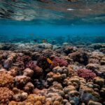 damaniyat islands snorkeling