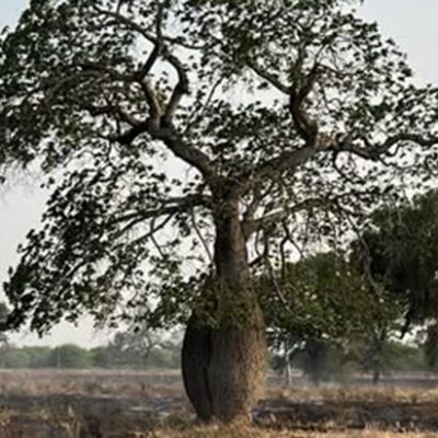 10. Paraguayan chaco