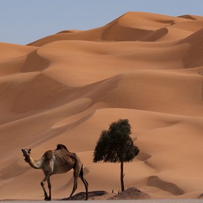 Salalah - Empty Quarter