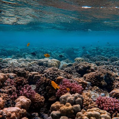 damaniyat islands snorkeling